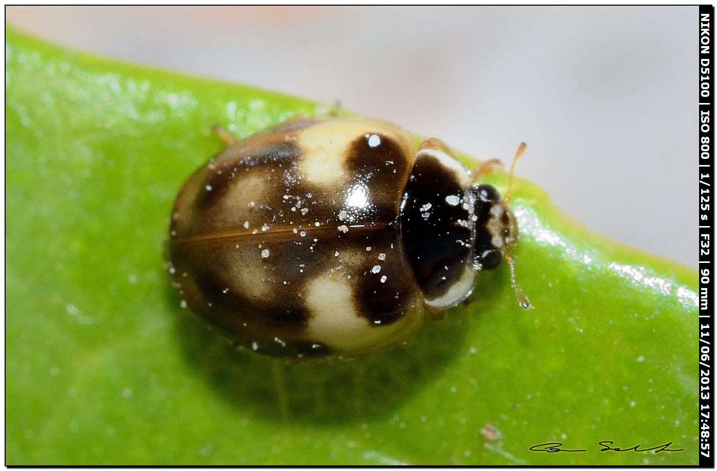 Coccinellidae da id.